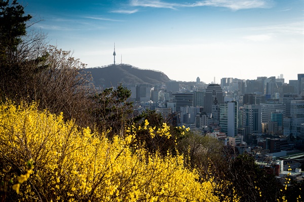 낙산공원의 봄 풍경. 봄을 알리는 개나리와 함께 남산타워의 모습.