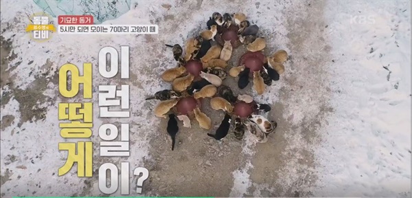  KBS2 <류수영의 동물티비> 갈무리