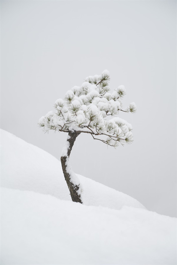  등산의 목적이자, 이번 촬영 글의 주제인 소박함과 차분함을 조용하게 보여주고 있는 나무.