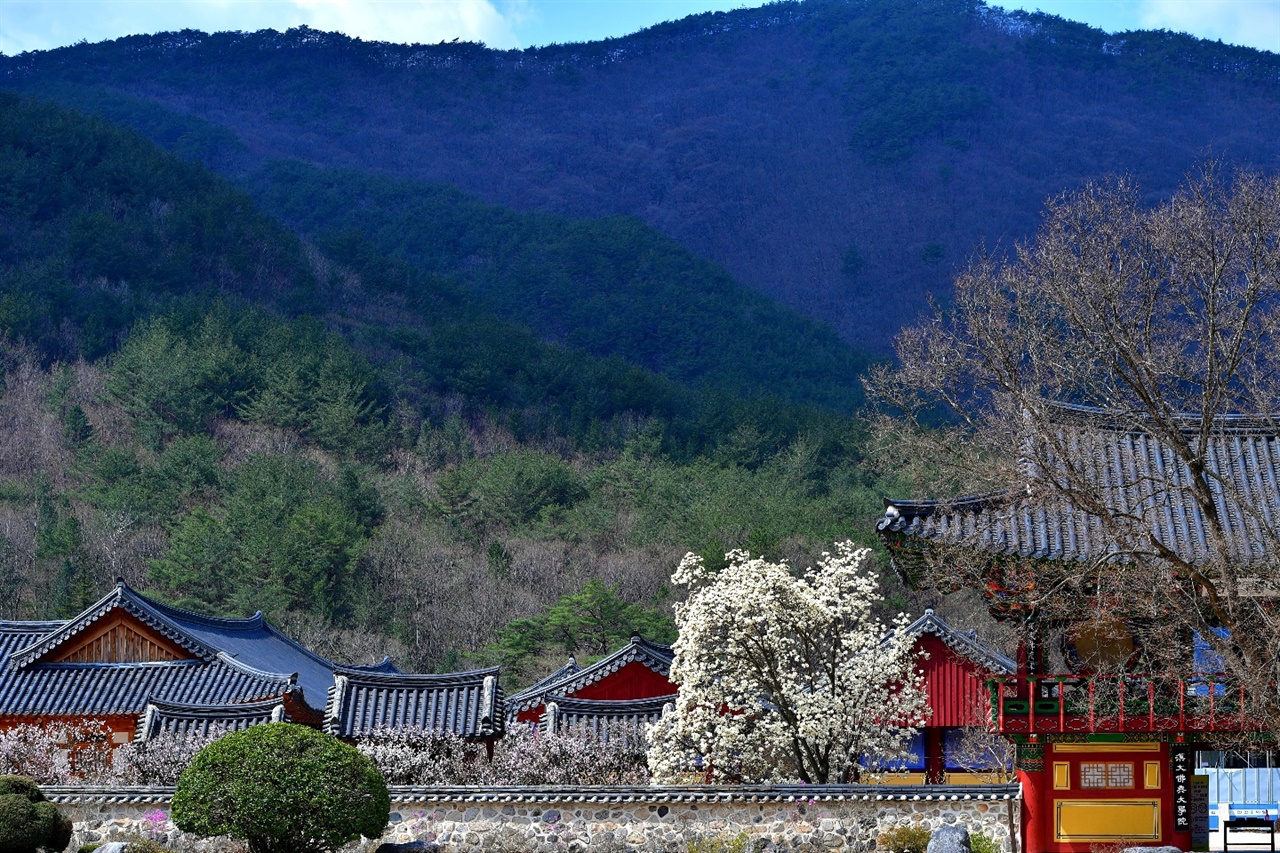 봄이 완연한 시기의 청도 운문사 풍경.