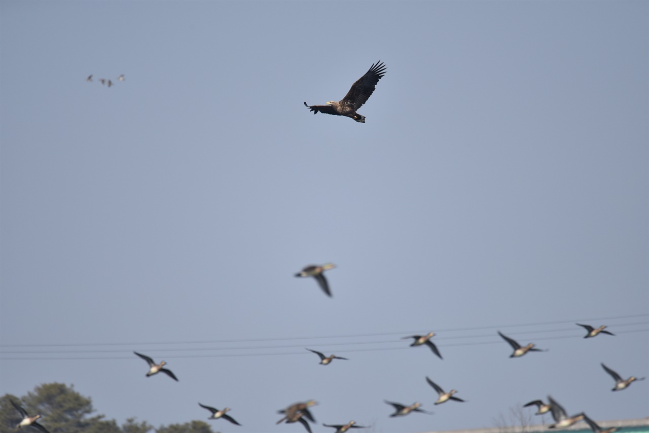 가창오리 사냥을 위해 비행하는 흰꼬리수리와 피하는 가창오리