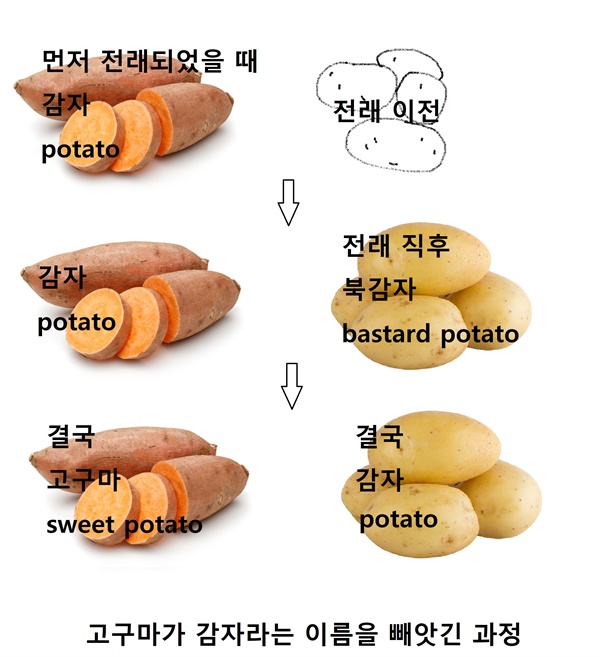 고구마만 있었을 때는 '감자' 'potato' Kartoffel' 'aardappel'이라고 불렸으나, 감자가 전래된 뒤 감자가 이 이름들을 점유해버리고 고구마는 '고구마' 'sweet potato' 'Sußkartoffel' 'zoete aardappel'로 바뀌었다.