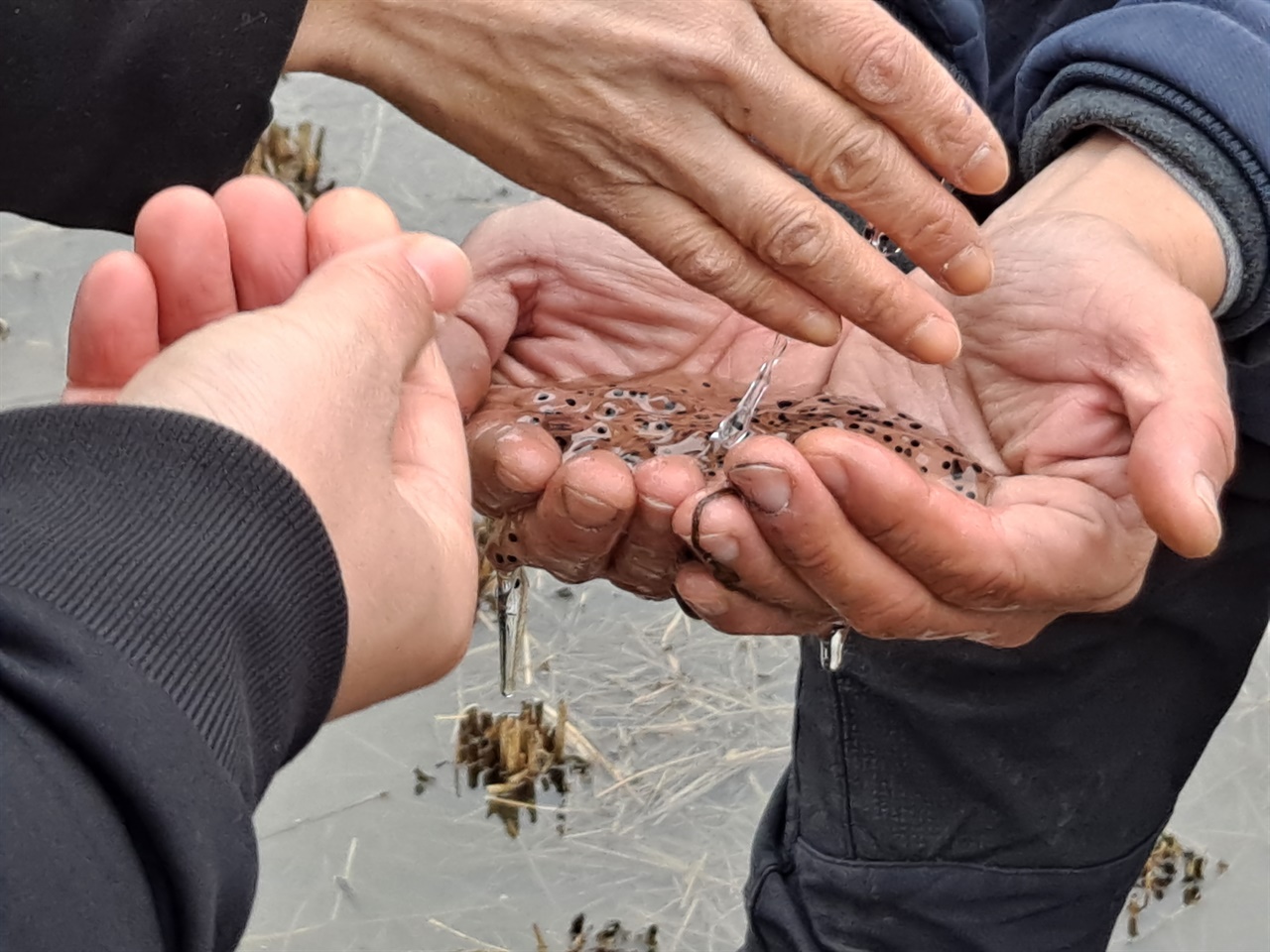 가야산에서 발견한 산개구리 알 