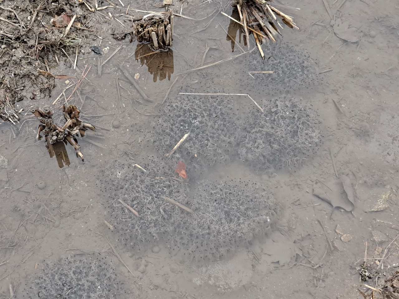 가야산 다랑이 논에서 발견된 산개구리 알 