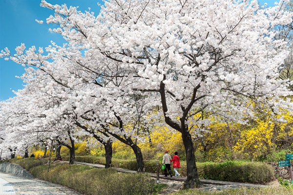 봄 철이면 화사한 벚꽃이 상춘객을 반긴다.