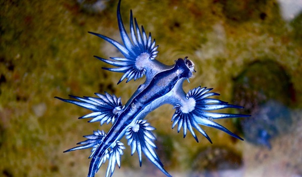 해파리독을 먹어서 농축하는 푸른갯민숭달팽이 blue dragon가 실존 동물 중 蠱의 개념과 가장 비슷한 것 같다. 상상 속의 蠱를 그냥 굼벵이 모습이었겠지만, 블루 드래곤은 실제로 고혹적인 모습이다.