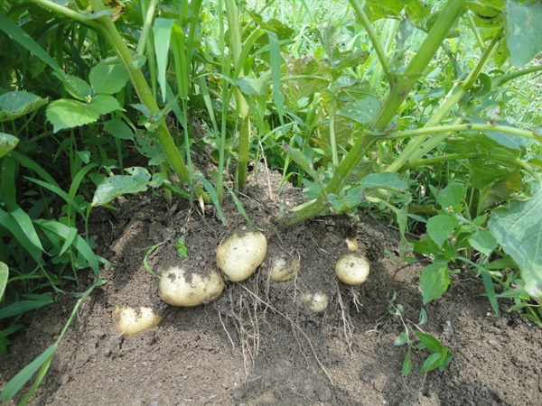 감자는 위로 자라는 작물로 깊이 심는다.