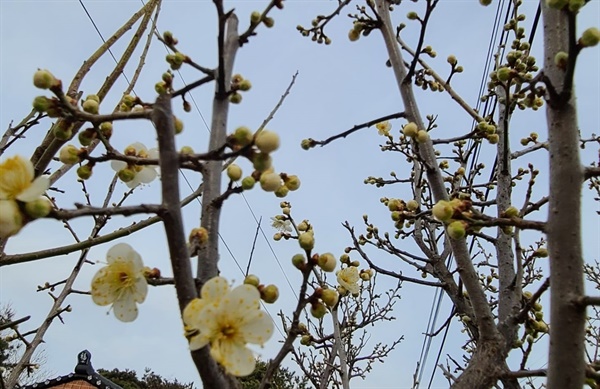 봄을 알리는 매화꽃도 개화하기 시작했다. 서산의 한 주택가 매화나무에는 모든 가지마다 매화꽃망울을 맺힌 가운데, 아랫가지 부분부터 흰색의 매화꽃이 개화하고 있었다.
