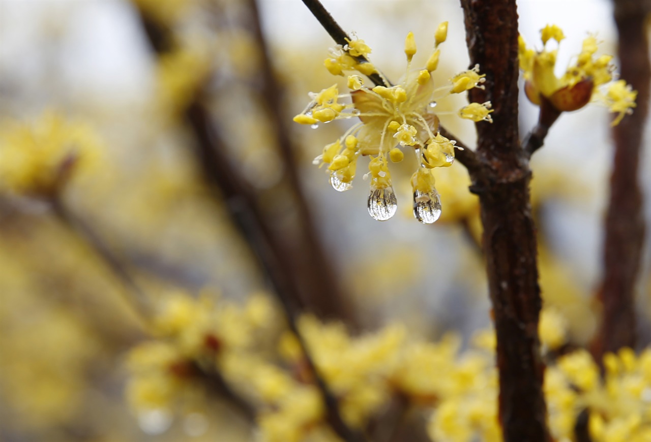 봄비를 맞아 빗방울을 머금은 산수유꽃. 지리산 자락의 봄을 샛노랗게 물들여주는 꽃이다.