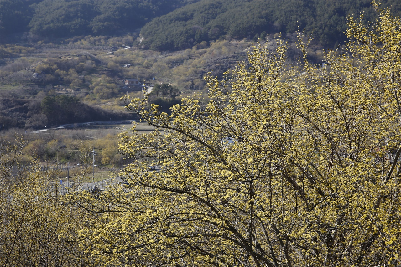 지리산 자락을 샛노랗게 물들인 산수유꽃. 구례와 지리산의 봄을 대변하는 풍경이다.