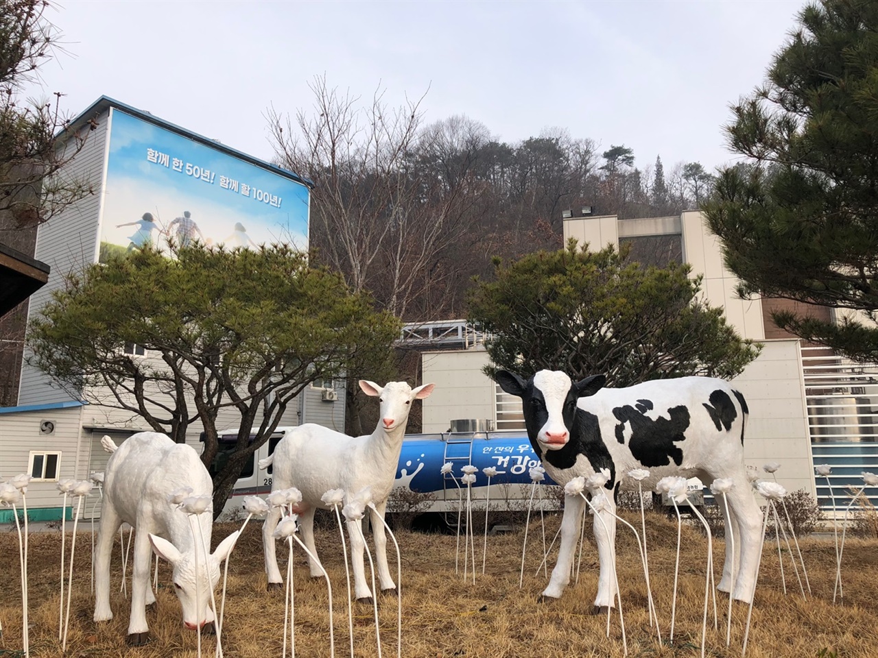 산양 두 마리와 젖소, 임실 치즈의 주인공들이다.