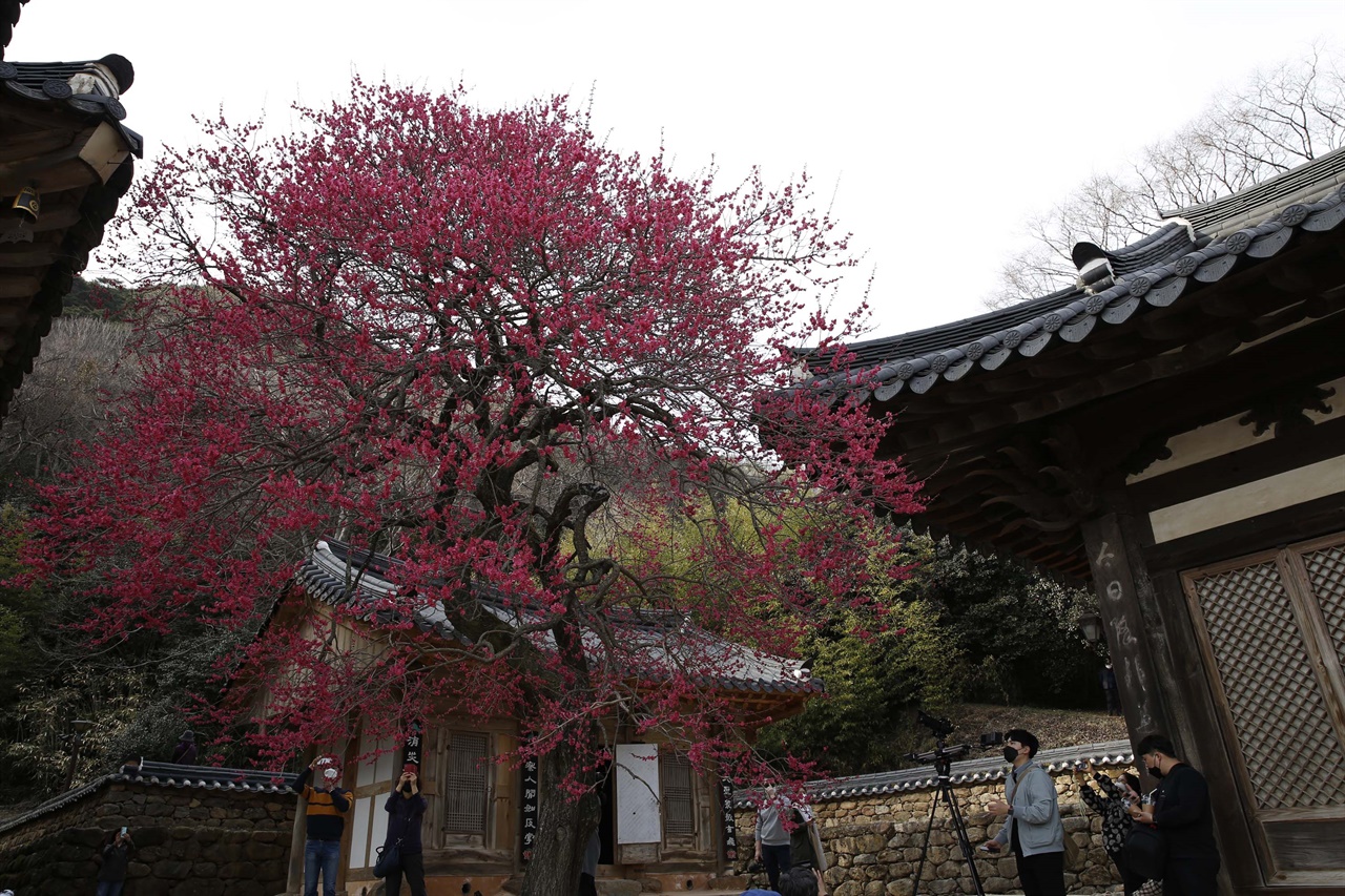  지리산의 절집 화엄사를 화사하게 밝혀주는 홍매화. 지금 절정의 아름다움을 뽐내고 있다. 3월 17일 오후에 찍은 모습이다.