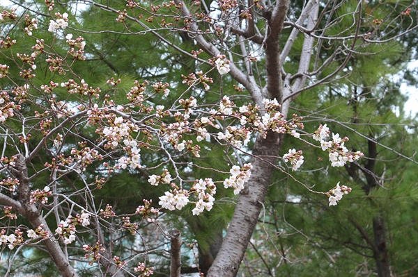 경주 벚꽃 개화  모습