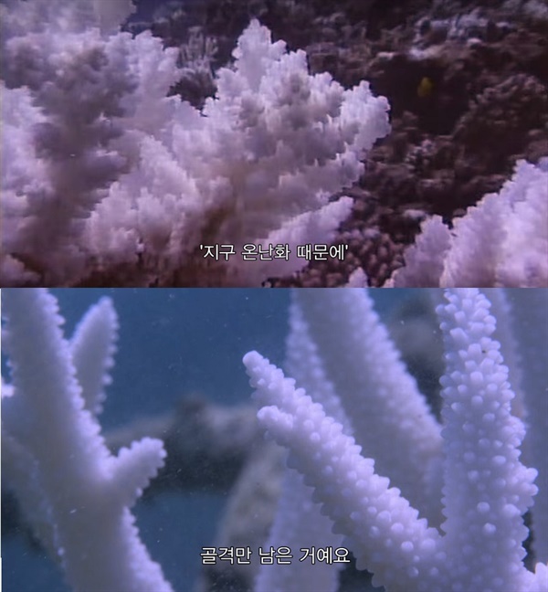 영화 스틸컷 <산호초를 따라서>  산호의 백화현상을 설명하는 영화의 장면들. 