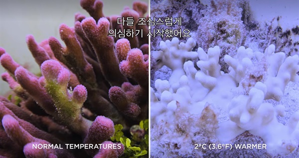 영화 스틸컷 <산호초를 따라서>  왼쪽 사진은 바닷물 온도가 정상일 때, 오른쪽 사진은 바닷물 온도가 2도 올라 백화현상이 시작된 때. 