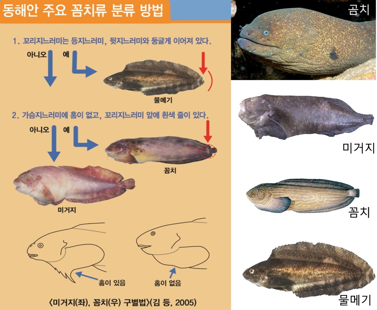  곰치와 미거지와 꼼치와 물메기 (국립수산과학원 자료 인용)