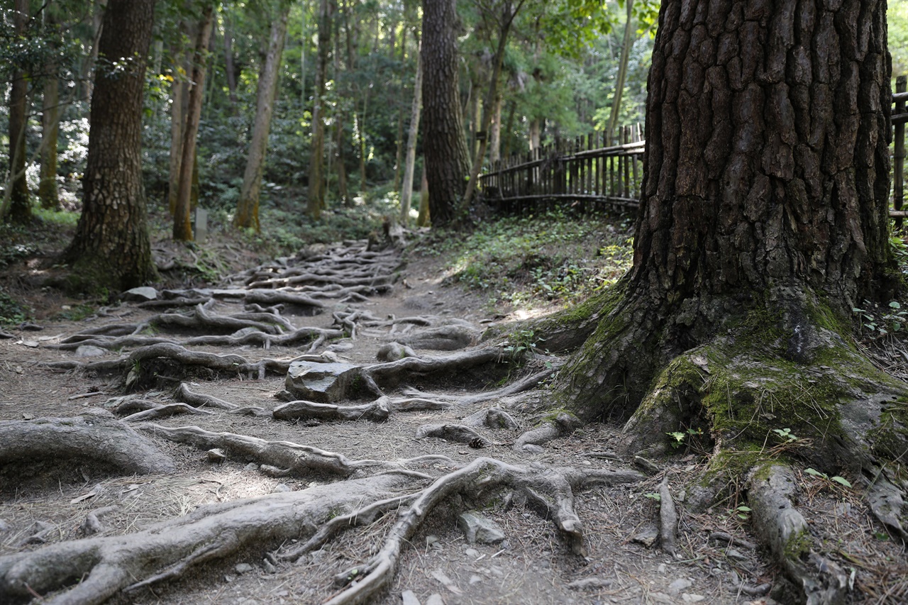  다산초당으로 가는 길목의 뿌리의 길. 다산 정약용과 혜장선사가 자주 오가던 길이다.