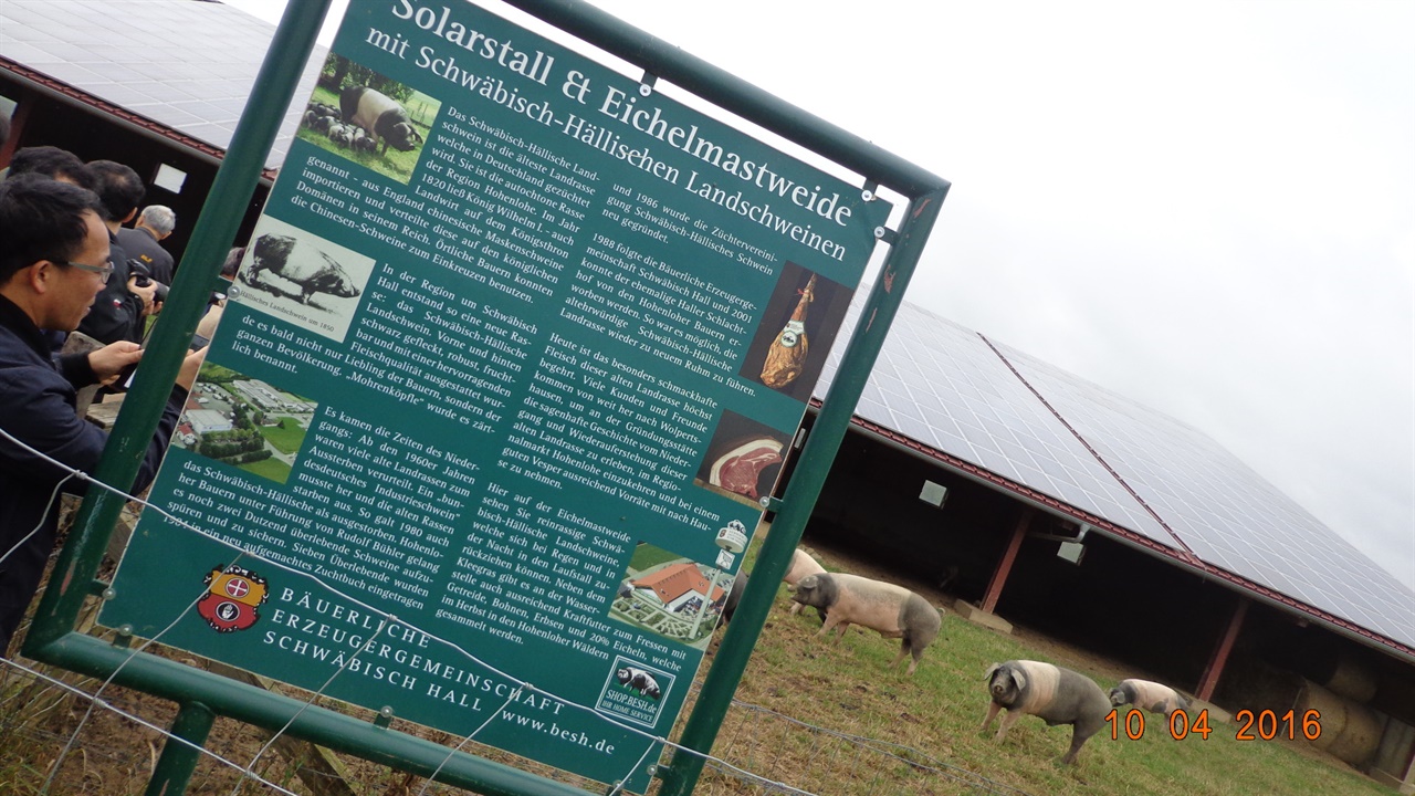 태양광발전소가 결합된 친환경축사에서 동물보호적 사육방식으로 방목해 키우는 독일 슈베비쉬할 농민생산자협동조합의 회원농가.
