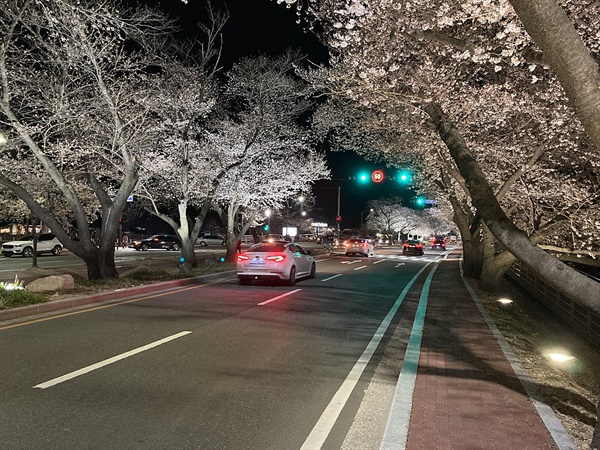 경주 흥무로 벚꽃터널 야간경관조명 모습