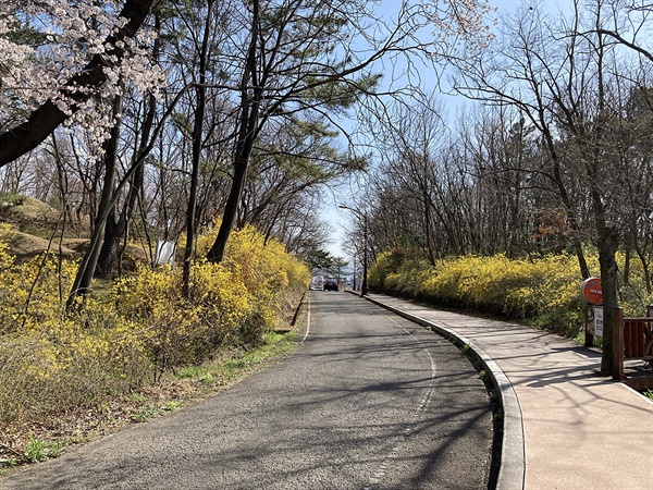 경주 김유신 장군묘 일방도로에 핀 벚꽃과 개나리의 환상적인 조화