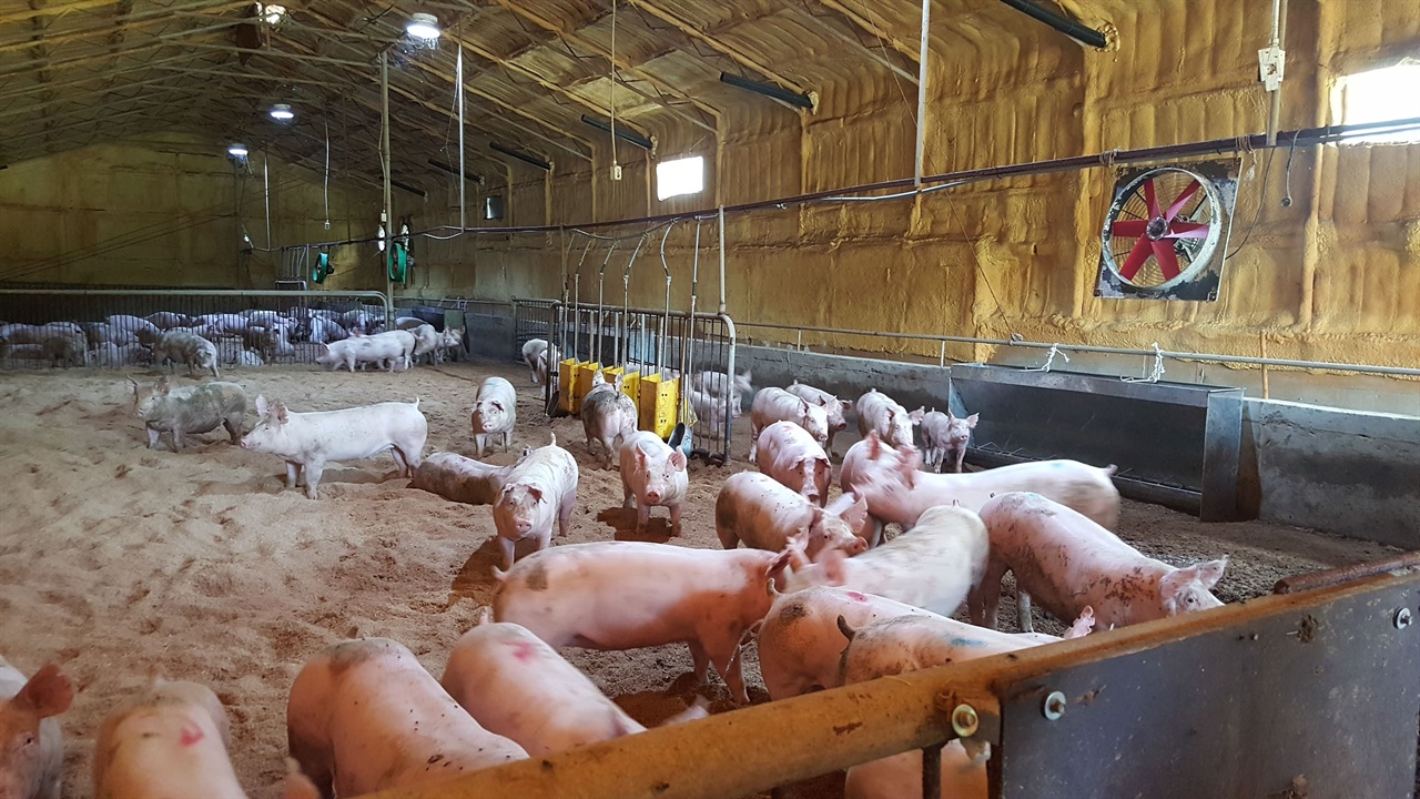 성우농장은 최첨단 사물인터넷 IOT 기술을 돼지 사육에 적용해 생산성을 높인 사례다. 돼지마다 초소형 식별장치를 부착해서 기록을 남기고 데이터를 이용해 주변 환경 관리와 사료양 등을 조절하며 관리한다. 