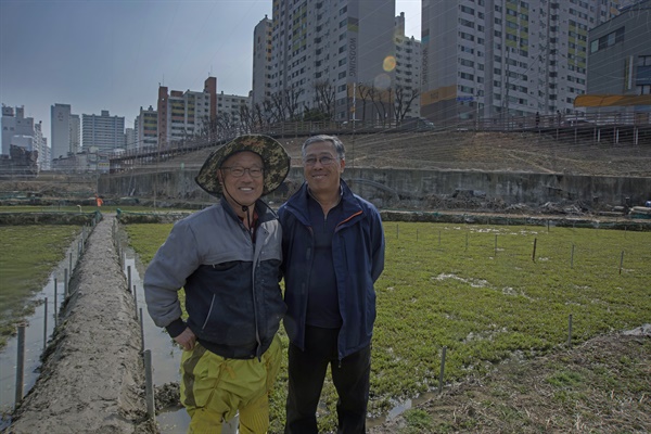 인천에서 미나리를 재배하고 있는 김동준씨(왼쪽)와 김정호 회장(오른쪽)