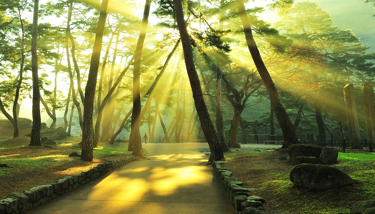 선비의 풍모를 닮은 소수서원 입구의 학자수 군락.
