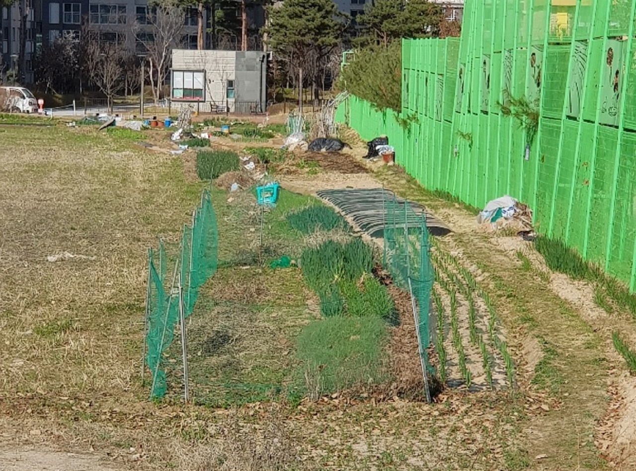  한울초등학교 옆 유휴지에 주민들이 무단으로 농사를 지으며 비닐과 비료푸대 등으로 인해 도시미관을 해치고 농약살포로 인해 인근 초등학교 학생들의 건강까지 위협하고 있다.
