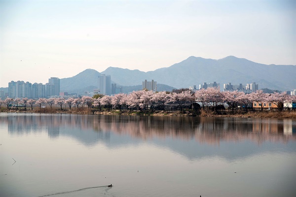 수면에 비친 건너편 벛꽃 행렬의 그림자. 뒤쪽의 산은 금오산의 연봉들이다.