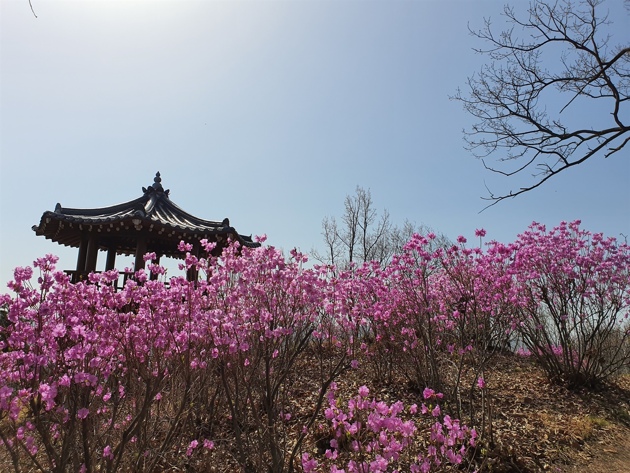 옥녀봉의 진달래 진달래의 역설에 구렁이의 역습을 피하지 못했던 옥녀봉 진달래길 산행