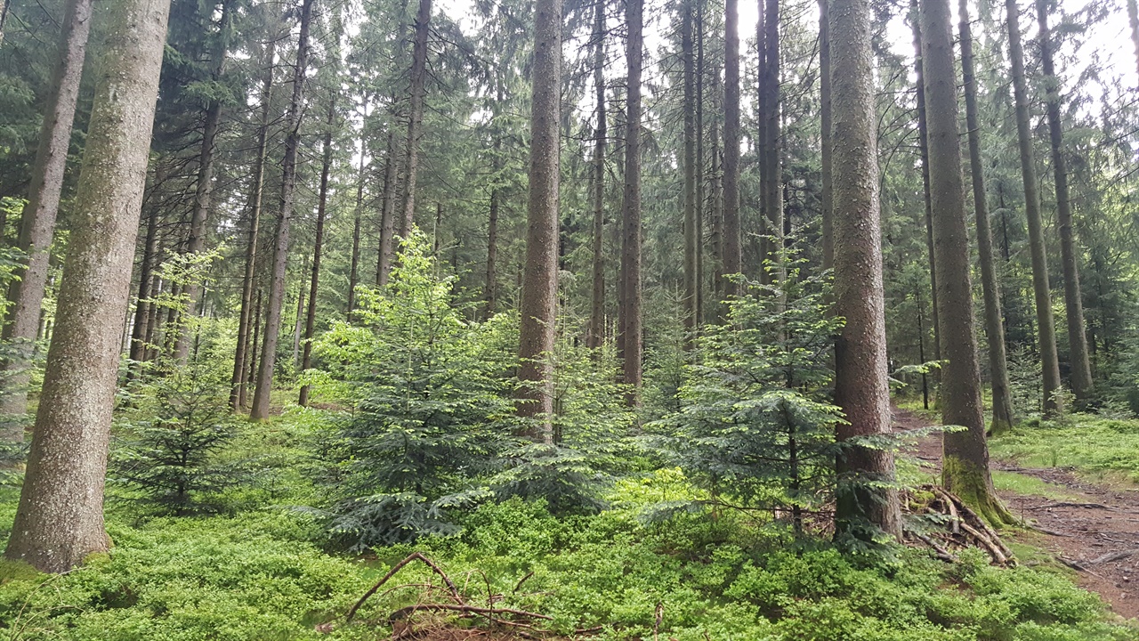 독일 검은숲 경제림 속에 어린 나무도 자라나고 있다. 