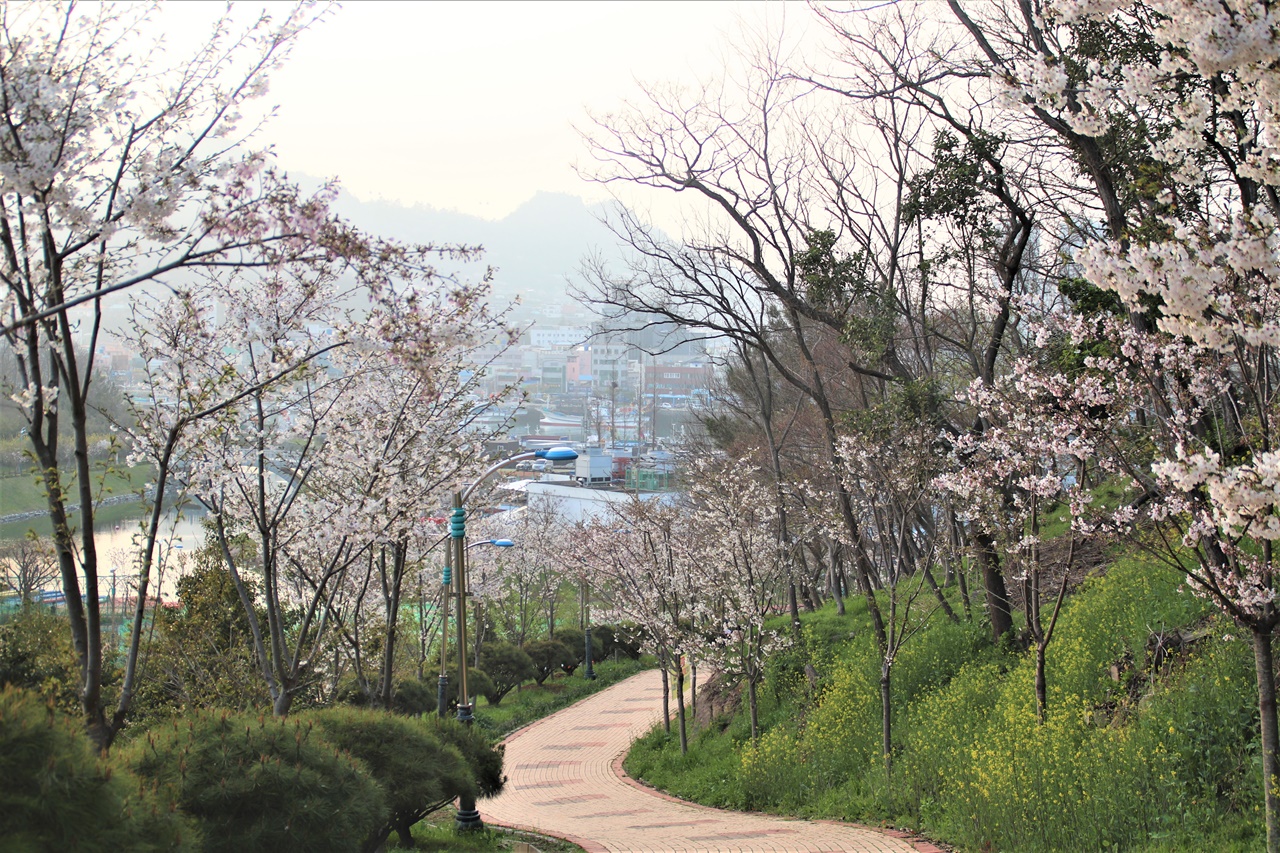 대삼학도 이난영 공원에서 내려가는 길목이예요. 양쪽으로 벛꽃이 환하게 피어올랐네요.