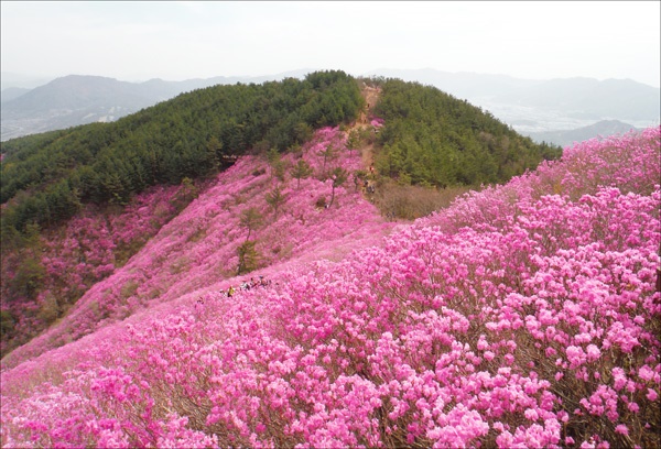  연분홍 진달래로 곱게 물든 경남 창원시 천주산(638.8m).