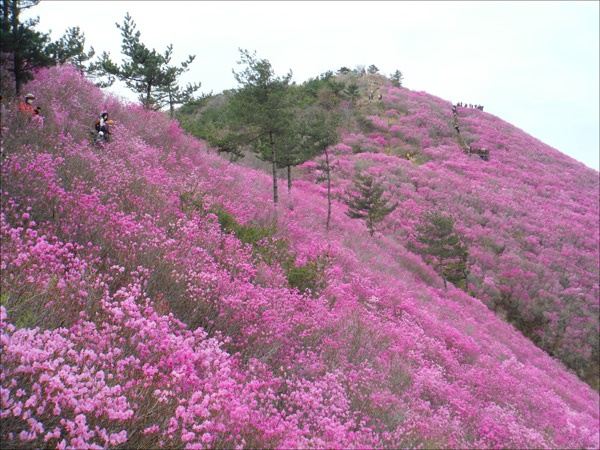   내 눈도, 마음도 연붉게 물들어 가고.