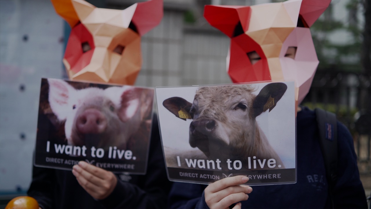 4월 2일 남부지방법원 앞 돼지탈을 쓴 DxE 활동가들이 "살고 싶다"라는 메시지의 피켓을 들고있다.
