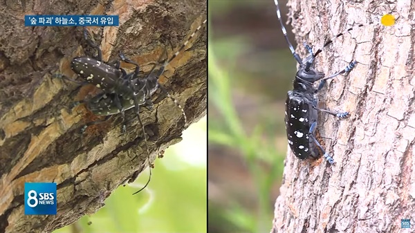  부산 을숙도에 늘어난 곤충들이 의미하는 것은? ‘숲 파괴자’ 별명이 붙은 중국의 유리알락하늘소가 급증하고 있다. 유리알락하늘소 참고사진