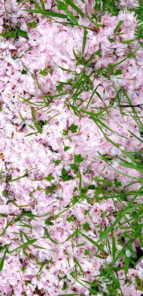 쌍계사 벚꽃길에 꽃잎이 떨어져 수북이 쌓여있다.
떨어진 꽃잎들은 다른 식물의 훌륭한 자양분이 되고 있다.