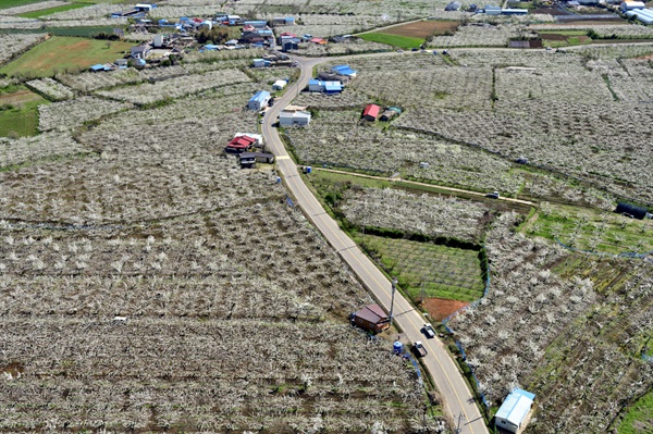 마을길 주변으로 배밭이 늘어서 있다.