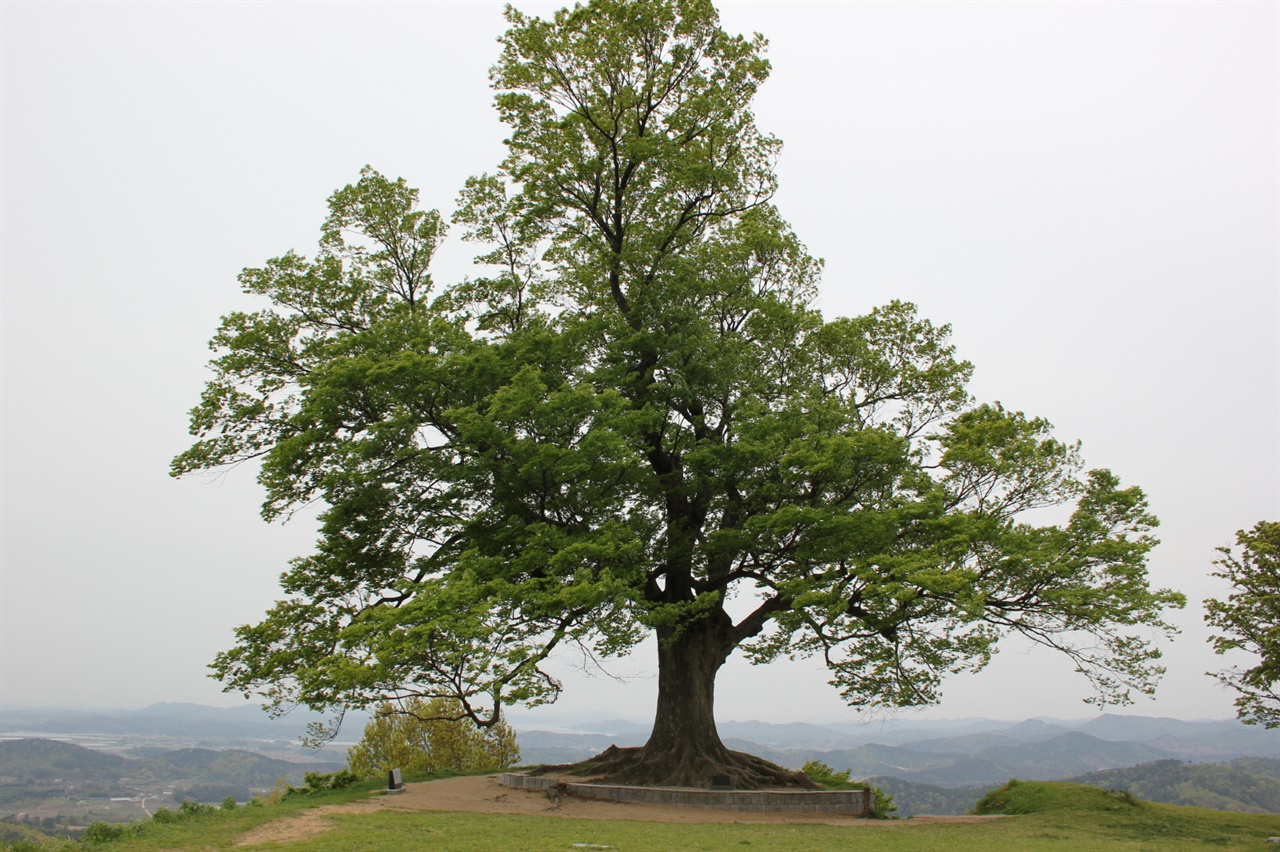 ‘부여 가림성 느티나무’가 문화재청의 천연기념물 지정 대상으로 선정됐다.