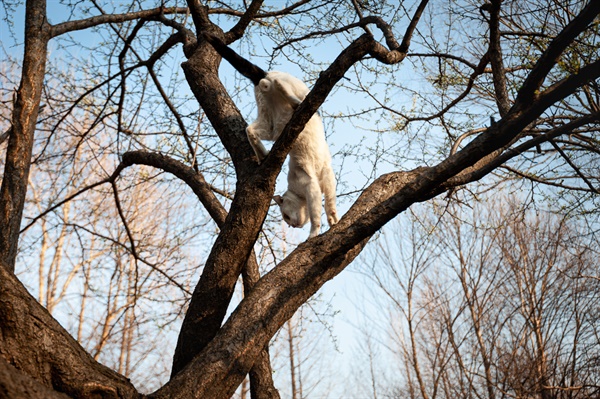 양재시민의숲에서 만난 아크로바틱 고양이.