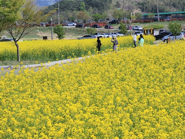  김해낙동강레일파크 유채꽃.