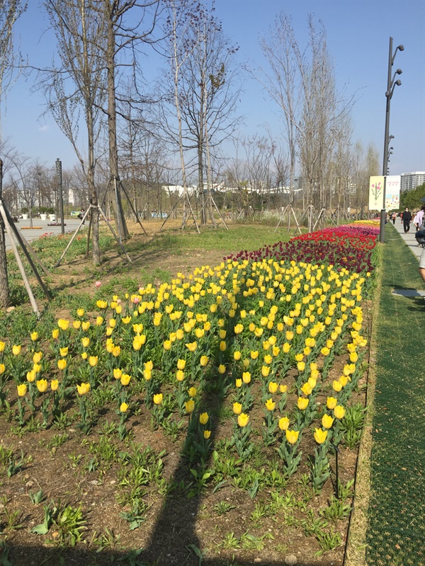 서울식물원 산책로에 수선화길이 조성되어 있다.