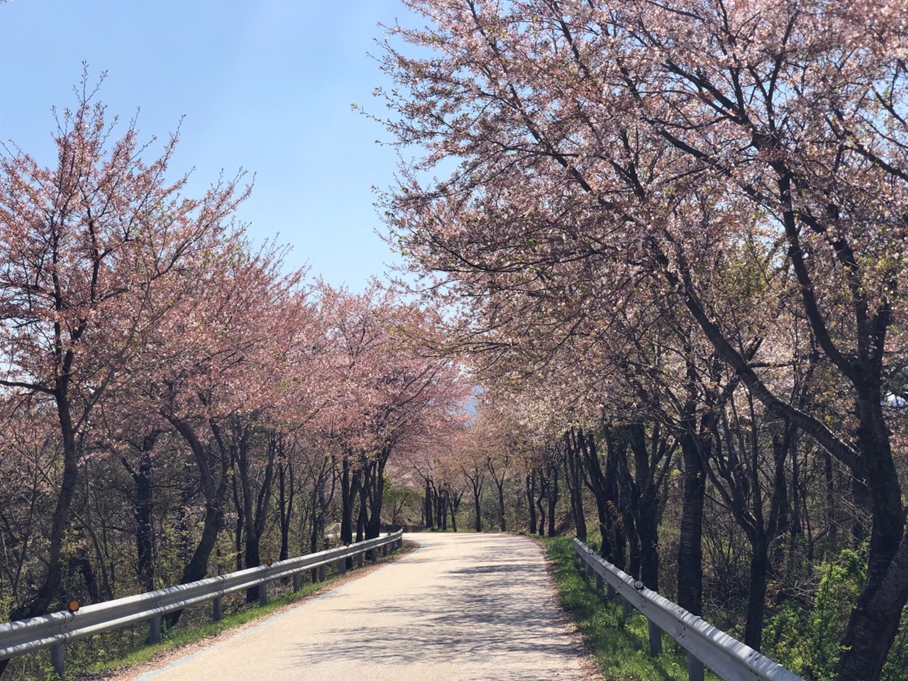 옥정호 드라이브 코스의 벚꽃이 장관이다.