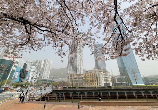  중국발 황사가 덮친 지난 3월 29일 부산 부산진구 동천 주변에 벚꽃이 만개했지만 미세먼지 영향으로 거리는 한산한 모습을 보이고 있다. 