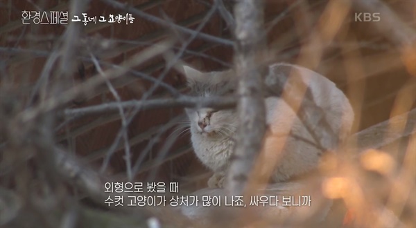  KBS 2TV <환경스페셜> '그 동네 그 고양이' 편의 한 장면