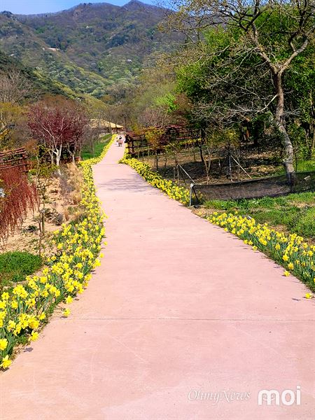 황금색 수선화 꽃길이 여행객에게 위로가 되준다.