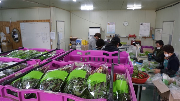 홍성 유기농 영농조합에서 신선 채소를 포장하는 직원들