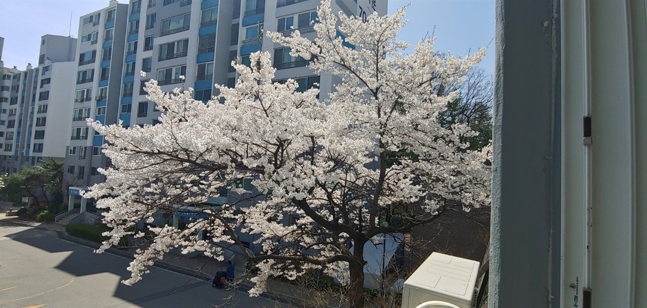 일주일만에 만개한 벚꽃