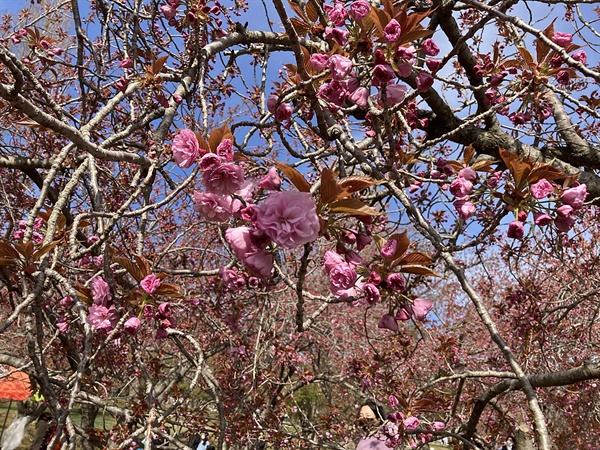 경주 불국사 잔디광장 겹벚꽃 군락지에 만개가 진행되고 있는 겹벚꽃 모습