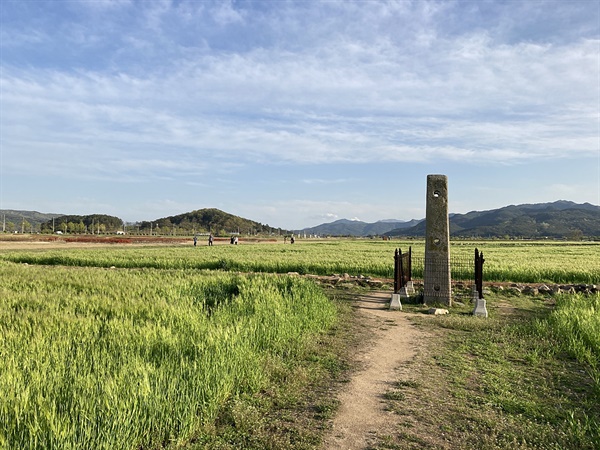 경주 황룡사지 청보리밭에 세워져 있는 분황사 당간지주 모습